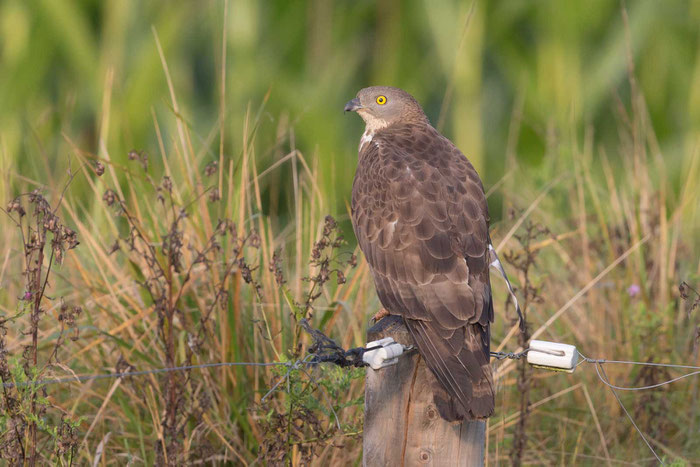 Wespenbussard (Pernis apivorus)