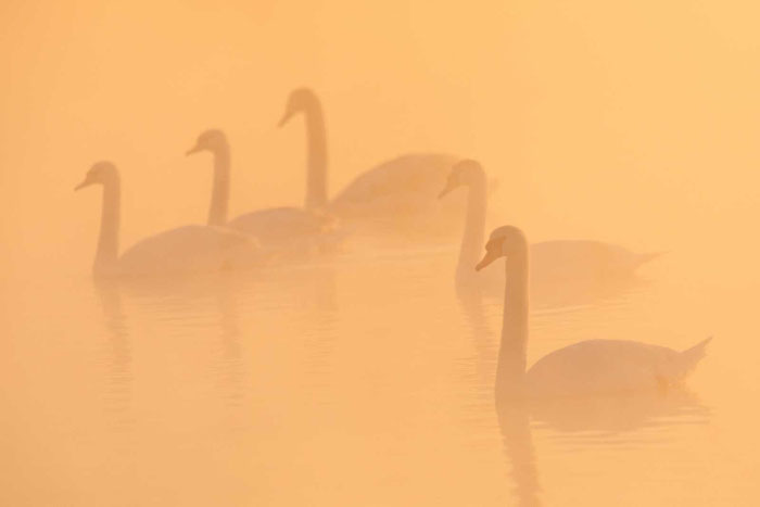 Höckerschwan (Cygnus olor)