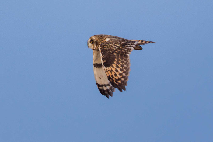 Sumpfohreule (Asio flammeus)