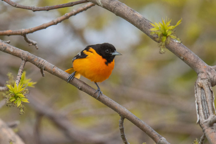 Baltimoretrupial (Icterus galbula), Männchen