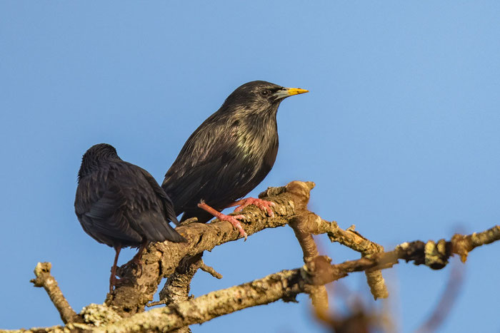 Einfarbstar (Sturnuns unicolor)