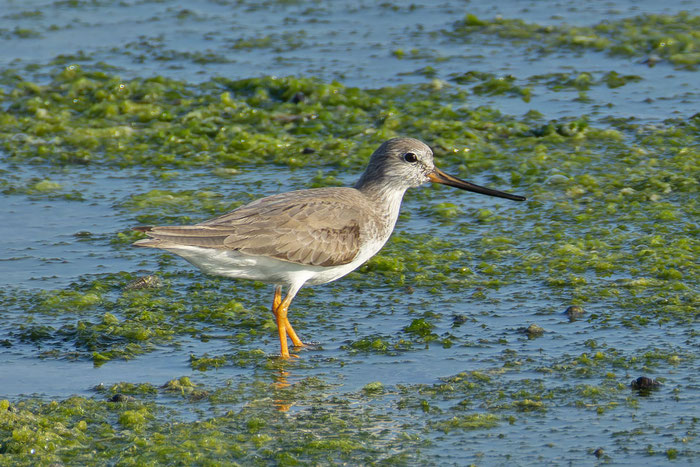 Terekwasserläufer (Xenus cinereus); Oman (Dezember 2025), steht im Watt des Arabischen Meeres.  