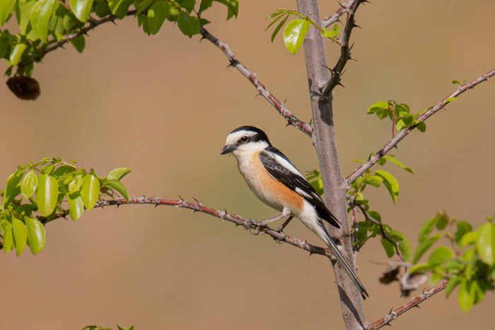 Maskenwürger (Lanius nubicus)