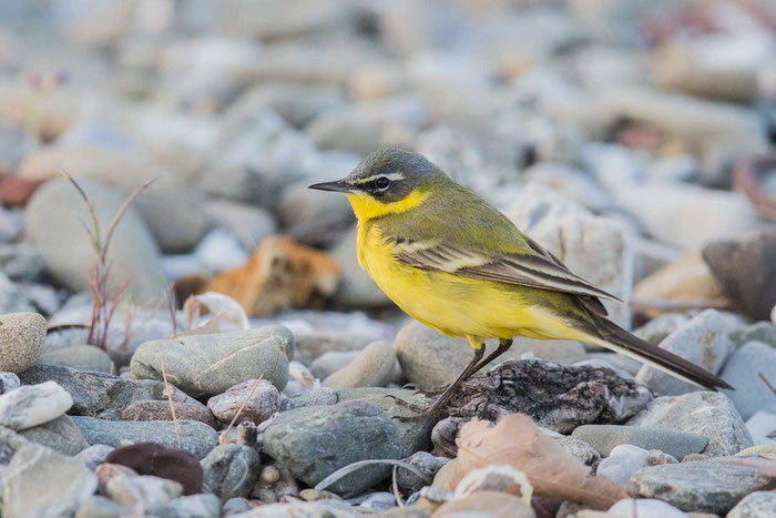 Schafstelze Typ dombrowskii (Motacilla flava 'dombrowskii')