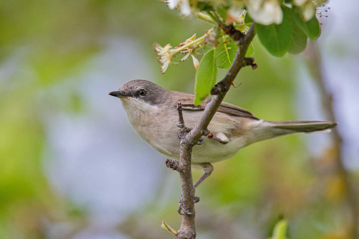 Klappergrasmücke (Sylvia curruca)