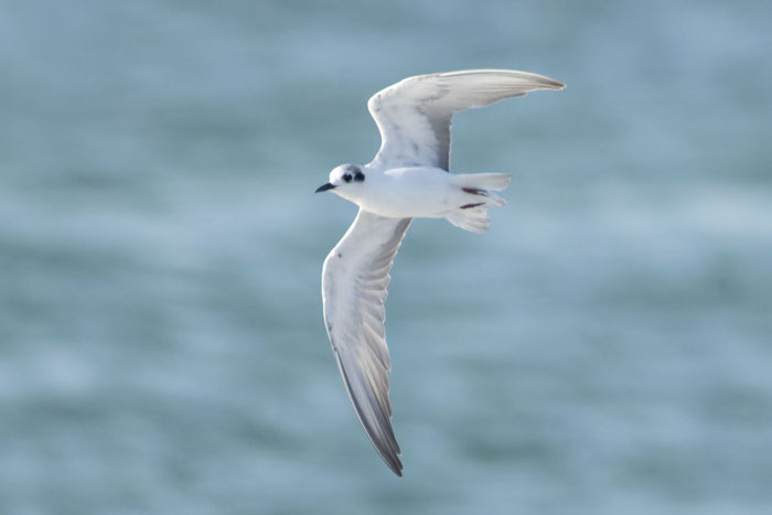Weißflügel-Seeschwalbe (Chlidonias leucopterus) im Schlichtkleid. Unterseite im Flug, an der Küste des arabischen Meeres. Oman, Januar 2026.