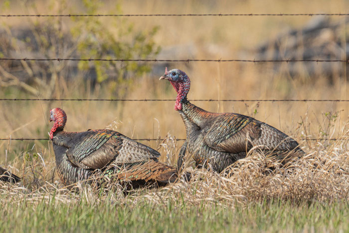 Das Truthuhn (Meleagris gallopavo)