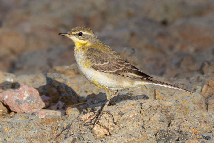 Tschuktschenstelze (Motacilla tschutschensis) 