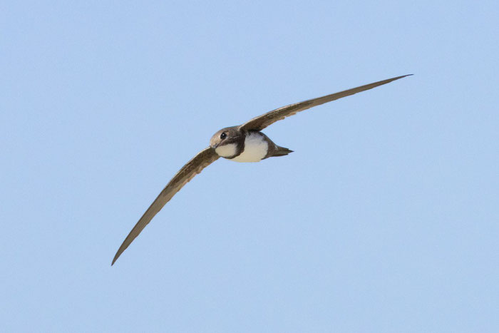 Alpensegler (Tachymarptis melba) im Flug von vorne.