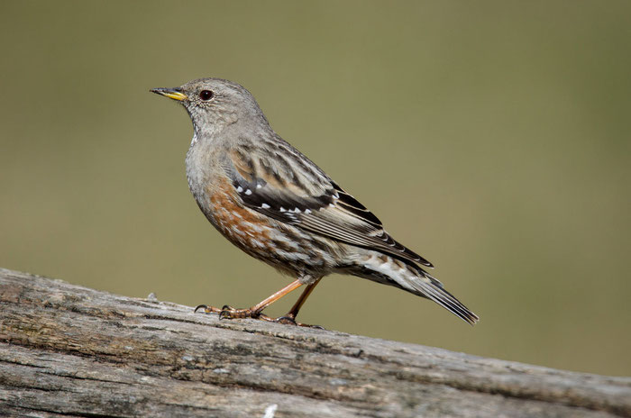 Alpenbraunelle (Prunella collaris), Foto: Viola Wege