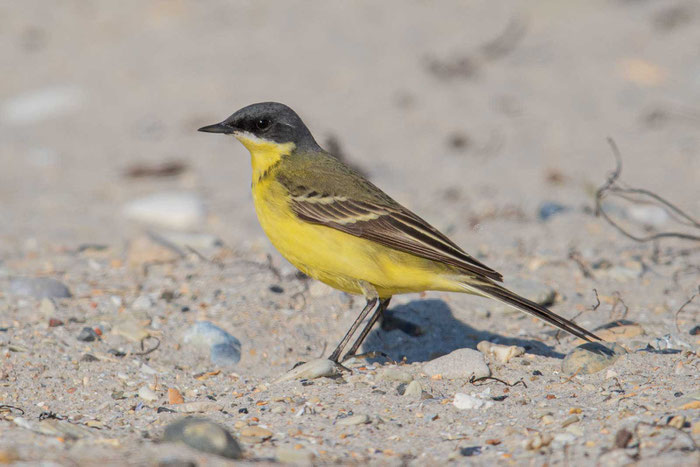 Thunbergschafstelze (Motacilla flava thunbergi), Männchen