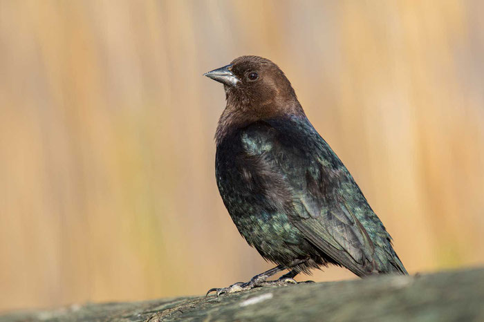 Braunkopf-Kuhstärling (Molothrus ater) 