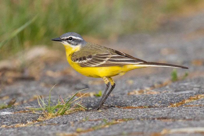 Männliche Wiesenschafstelze (Motacilla flava flava)