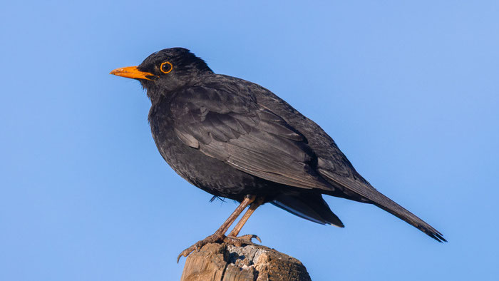 Männliche Amsel (Turdus merula)