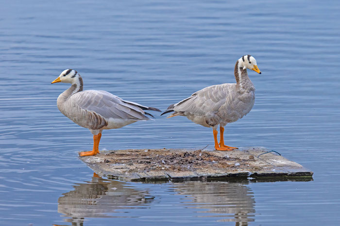 Streifengans (Anser indicus)