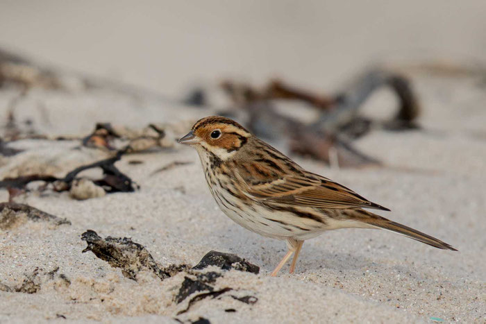 Zwergammer (Emberiza pusilla)