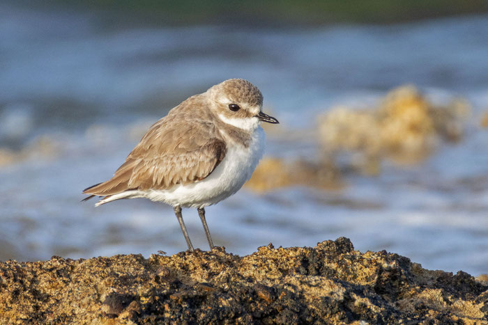 Tibetregenpfeifer (Anarhynchus atrifrons) im Schlichtkleid (April 2024) steht an der Felsküste Zyperns.