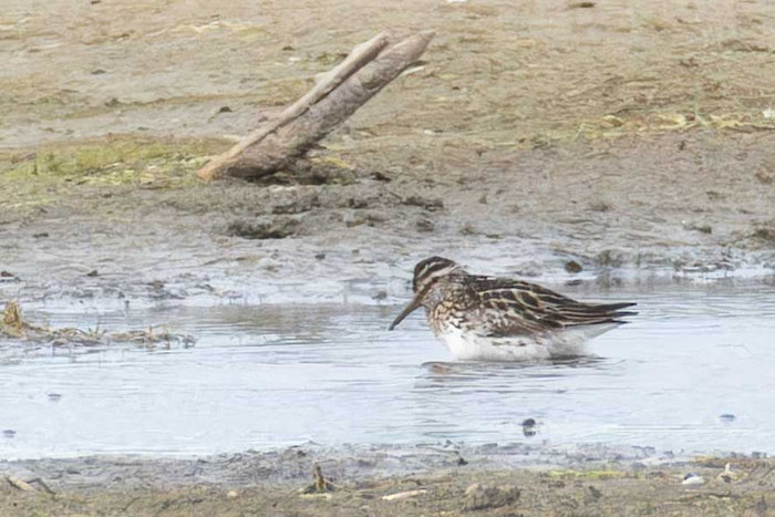 Sumpfläufer (Calidris falcinellus); Juli 2026, Hauke-Haien-Koog, Nordfriesland, SH