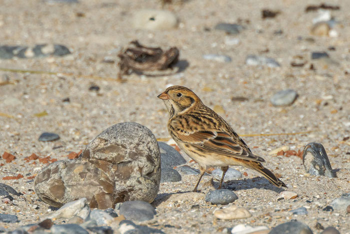 Spornammer (Calcarius lapponicus) im Schlichtkleid