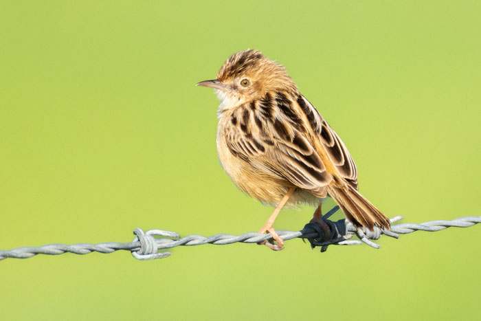 Zistensänger (Cisticola juncidis)