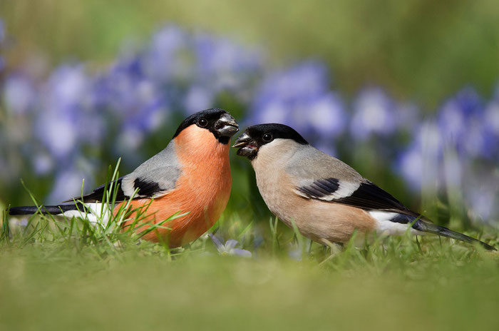 Gimpel (Pyrrhula pyrrhula), Männchen und Weibchen. (Foto: Viola Wege)