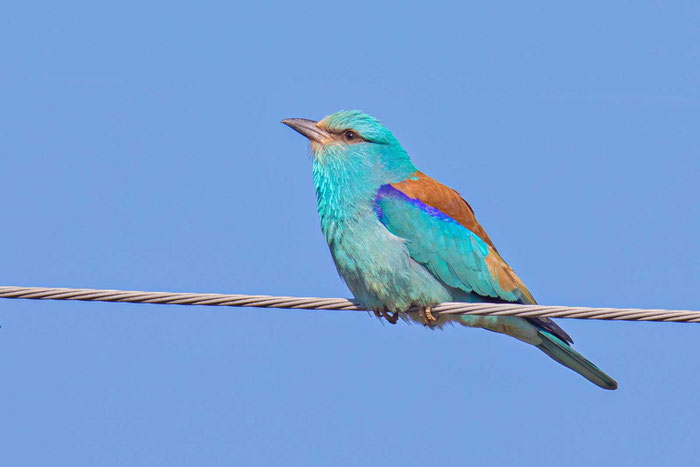  Blauracke (Coracias garrulus)