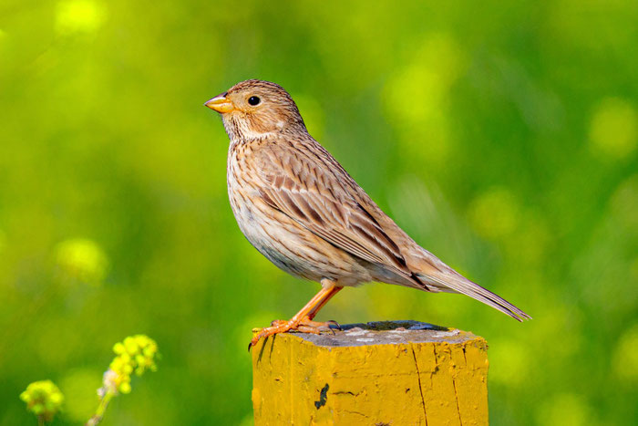Grauammer (Emberiza calandra)
