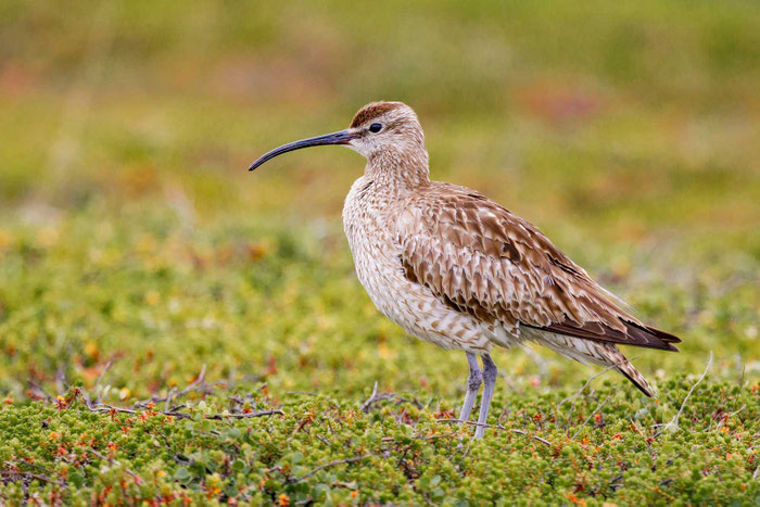 Regenbrachvogel (Numenius phaeopus) in der Tundra Norwegens. 