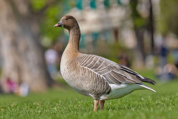 Kurzschnabelgans (Anser brachyrhynchus)