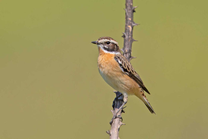 Braunkehlchen (Saxicola rubetra)