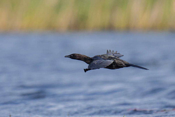 Fliegende Zwergscharbe (Microcarbo pygmaeu) im Donaudelta.