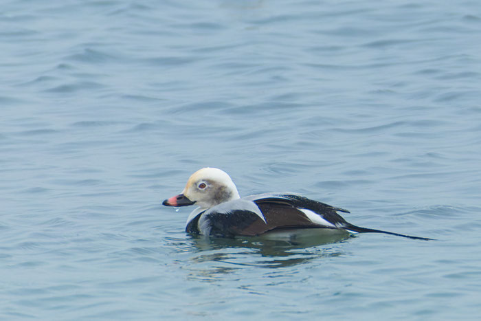 Männliche Eisente (Clangula hyemalis) schwimmt auf dem Meer.