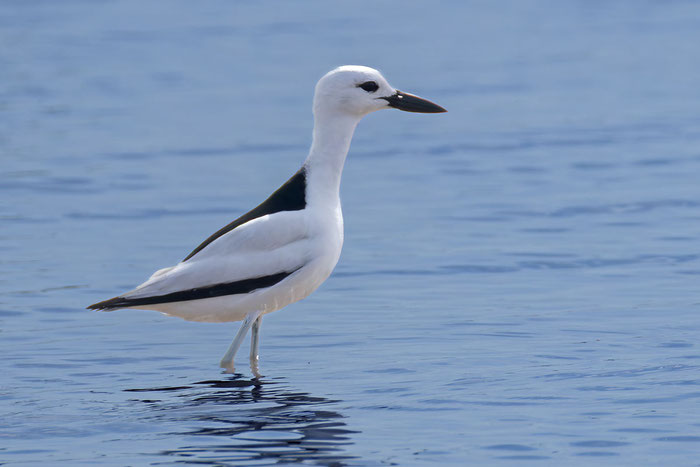Reiherläufer (Dromas ardeola); Oman (Dezember 2026)