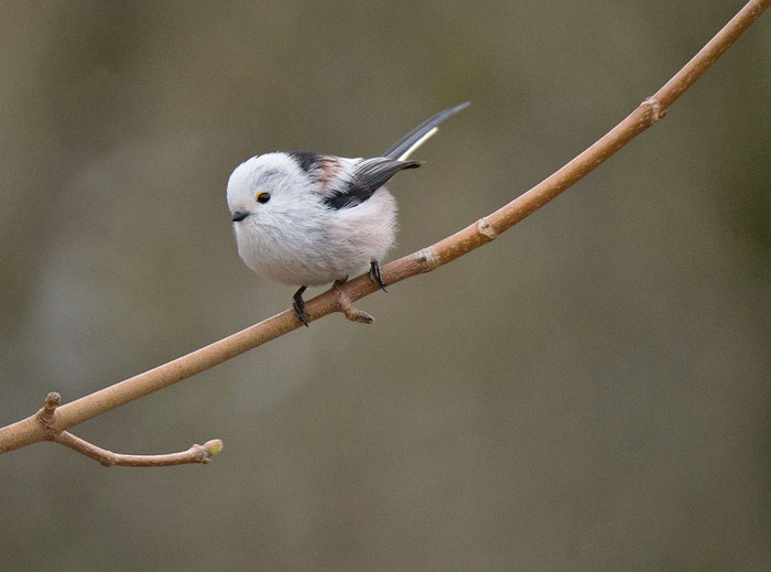 Schwanzmeise (Aegithalos caudatus), Foto: Viola Wege