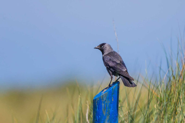 Dohle (Corvus monedula)