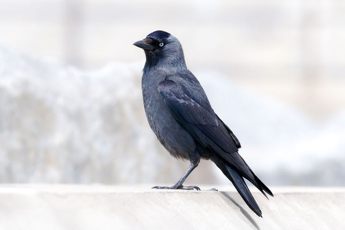 Dohle (Corvus monedula)