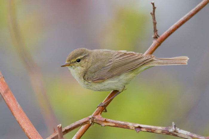 Zilpzalp (Phylloscopus collybita)