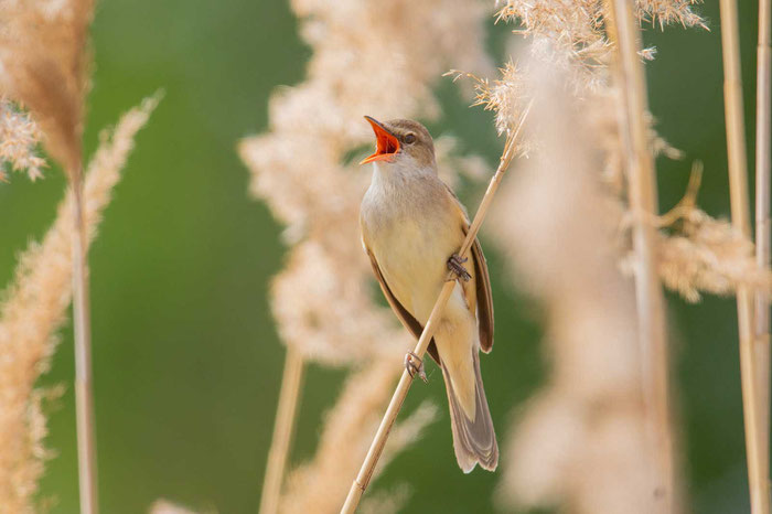 Drosselrohrsänger (Acrocephalus arundinaceus)