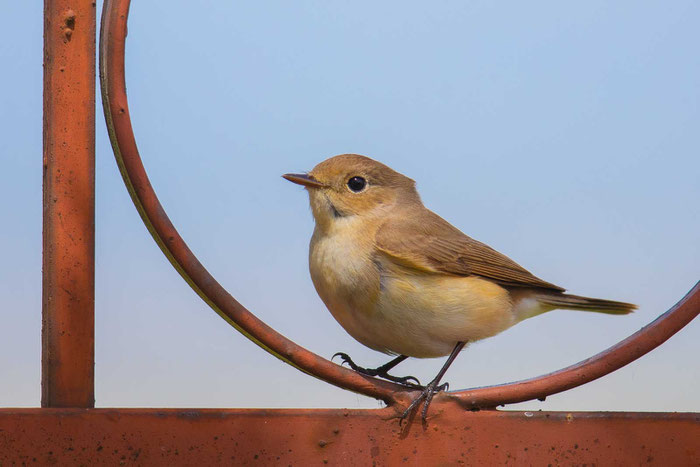 Weiblicher Zwergschnäpper (Ficedula parva)