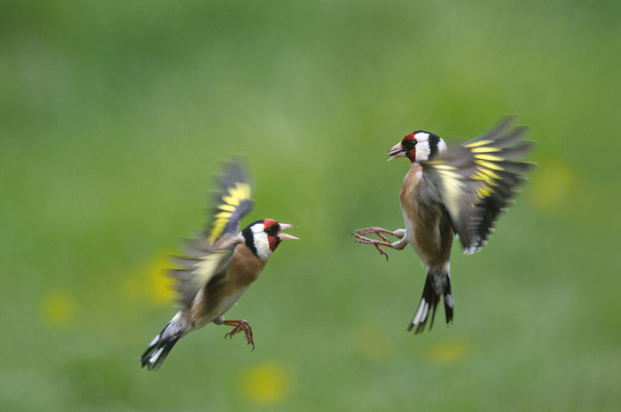 Stieglitz (Carduelis carduelis), Foto: Viola Wege