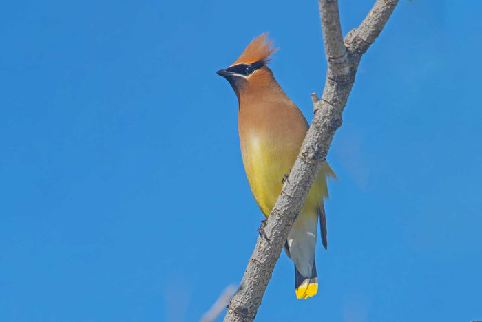 Zedernseidenschwanz (Bombycilla cedrorum)