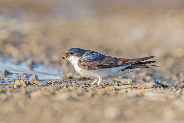 Mehlschwalbe (Delichon urbicum)