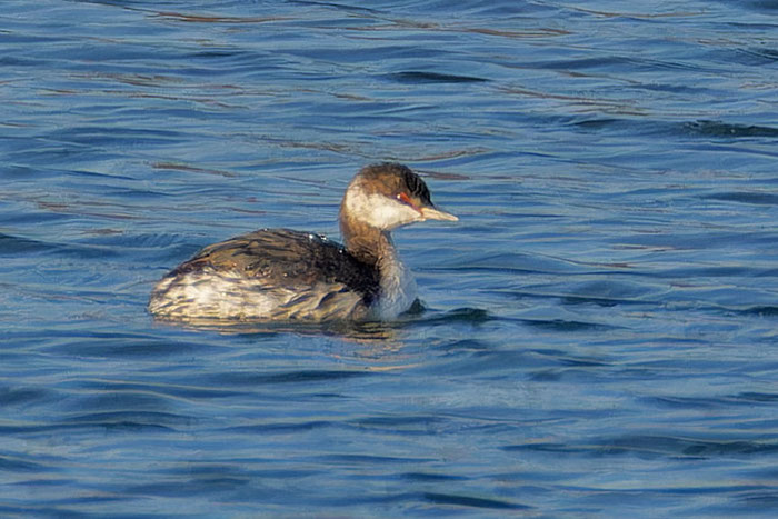 Diesjähriger Ohrentaucher (Podiceps auritus) während einer Zugrast im September. 