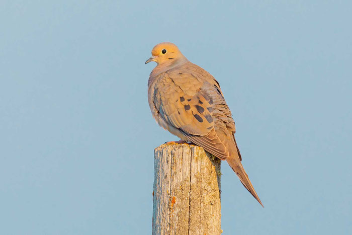 Carolinataube (Zenaida macroura)