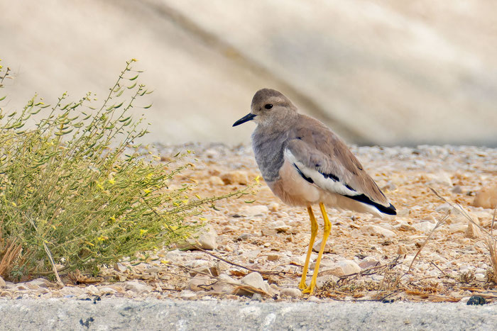 Weißschwanzkiebitz (Vanellus leucurus); Oman (Dezember 2025), steht am Rande eines Klärbeckens.