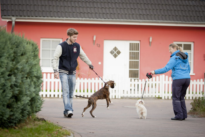 Zwei Hunde ziehen an der Leine zueinander