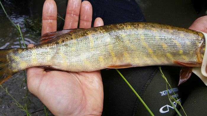 Brochet commun attrapé lors d’une pêche électrique dans un bras secondaire à Bésingrand.