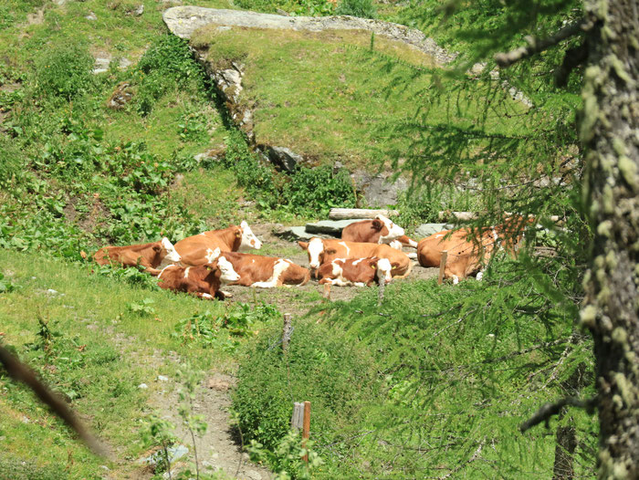 国立公園でも牛の放牧可能、1500ｍで楽しそうな牛たち