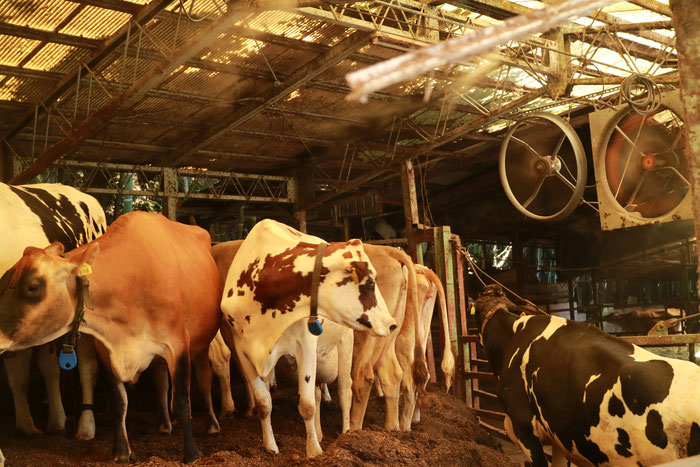 「かあさん牛のヨーグルト工房発電所」だ。2000㌶の牧場に6種類90頭の牛を飼っている。