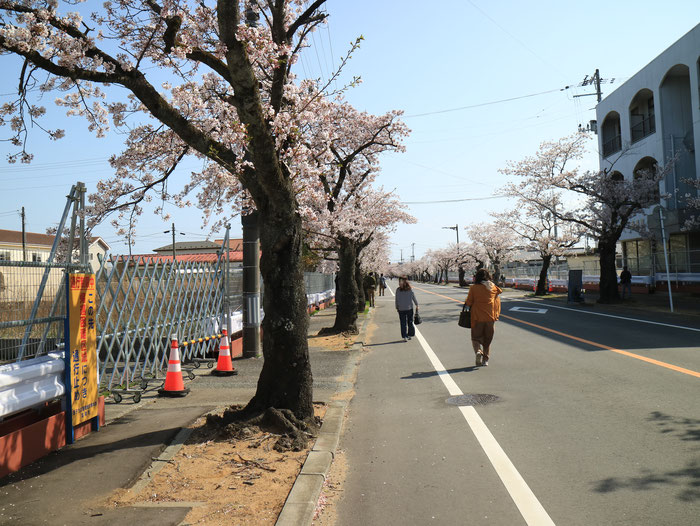 福島県富岡町字夜の森、樹令100年のソメイヨシノは見事だが、道路周辺は帰還困難区域